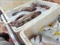 أنواع وأسعار  الأسماك بجنوب سيناء (10)