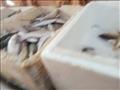 أنواع وأسعار  الأسماك بجنوب سيناء (12)