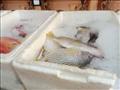 أنواع وأسعار  الأسماك بجنوب سيناء (16)