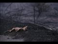 حيوانات نافقة بسبب حرائق الغابات في إيطاليا