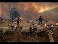 مزارعون يخرجون الماشية من حظيرة لحقتها النيران في 