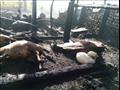 نفوق 44 رأس ماشية في حريق منزل بالمنيا