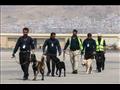 كلاب مطار كابول