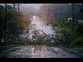 شجرة تسقط وتقطع طريقًا جرا العصار في بنسلفانيا