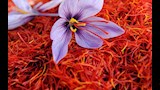 الزعفران