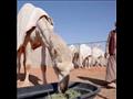 سعوديا يهتم بإبل في أول فندق لهذه الحيوانات خلال ا