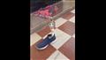 فيديو صادم.. اكتشاف ثعبان كبير ملتف داخل حذاء رجل