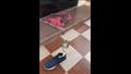 فيديو صادم.. اكتشاف ثعبان كبير ملتف داخل حذاء رجل