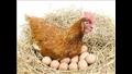 بيض الدجاج