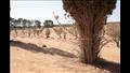 سبق العثور على مقابر جماعية أخرى في ليبيا