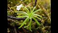 نبات Pinguicula casabitoana  صائد الحشرات