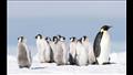البطريق الامبراطوري يعيش في المناطق القطبية
