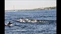 سباق النيل لبطولة الصعيد لسباحة المياه المفتوحة في أسوان