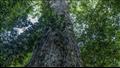 شجرة دينيزيا إكسلسا  اكتشفت أولا بالقمر الصناعي