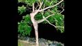 الشجرة راقصة الباليه