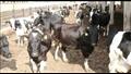 حملة تحصين الماشية ضد الحمى القلاعية