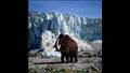 فيل الماموث انقرض قبل 4 آلاف سنة
