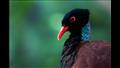 طائر الحمام الدراج ذو القفا الأسود ينتمي لفصيلة نادرة في غينيا الجديدة