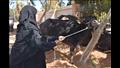 الزراعة توزع 35 رأس ماشية مجانا على السيدات الأكثر احتياجا بأسوان