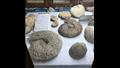 مقتنيات المتحف الجيولوجي المصري