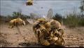 صورة العام.. حرب ذكور النحل على أنثى واحدة.. تصوير كارين أجنير
