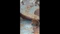 إنقاذ فأر عالق في سيول أمطار الإسكندرية 