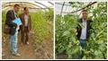يوم حقلي لتقييم طماطم البرنامج الوطني لإنتاج تقاوي الخضر 