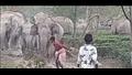  فيل يطارد صبيا بعد أن ضربه بعصا