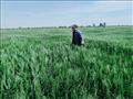 زراعة القمح بجنوب سيناء