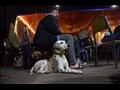 الكلب ديجو إلى جانب صاحبه على مقهى بشبرا 