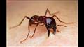 النمل يتبادل بصاقه مع بعضه البعض.. فما السبب؟