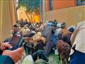 توزيع 600 رأس من الأغنام للأسر الأولى بالرعاية بقرية المراشدة في قنا