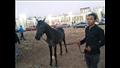 انطلاق مهرجان المنوفية للخيول العربية