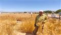 نجاح زراعة القمح على المياه المالحة في جنوب سيناء 