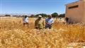 نجاح زراعة القمح على المياه المالحة في جنوب سيناء