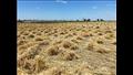 بدء موسم حصاد القمح بمنطقة سهل الطينة شرق بورسعيد