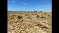 بدء موسم حصاد القمح بمنطقة سهل الطينة شرق بورسعيد