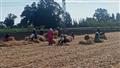 حصاد ودرس القمح في كفر الشيخ
