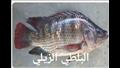 طرق التفرقة بين سمك البلطي النيلي والمزارع