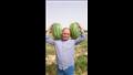 المصريون يفضلون البطيخ ببذر