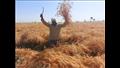 فرحة المزارعين خلال حصاد القمح في أسيوط