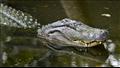 تمساح يقطع رأس صبي ويحوم بجثته داخل بحيرة