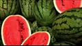ما مدى صلاحية البطيخ الذي يحتوي على رغوة؟