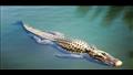 ظهور تمساح في نهر النيل  أرشيفية