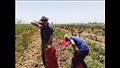  بشاير حصاد محصول البصل الأحمر جنوبي بورسعيد