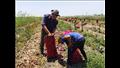  بشاير حصاد محصول البصل الأحمر جنوبي بورسعيد
