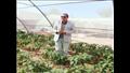 الزراعة بجنوب سيناء  (5)
