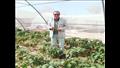 الزراعة بجنوب سيناء  (9)