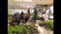 أنشطة القطاع الزراعي بجنوب سيناء (14)