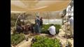 أنشطة القطاع الزراعي بجنوب سيناء (16)